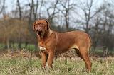 DOGUE DE BORDEAUX 158